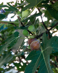 Fig tree growing with large leaves and ripening fruit