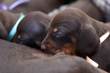 Newborn dachshund puppy eating milk