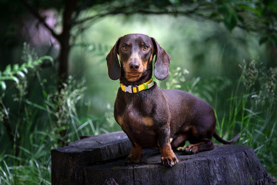 Dachshund dog in nature background