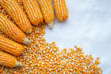 Frame of yellow corn and seeds on white sack background 