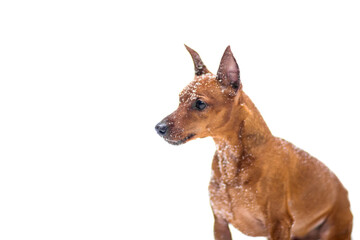 thoroughbred miniature brown pinscher on a white background. snow, active games