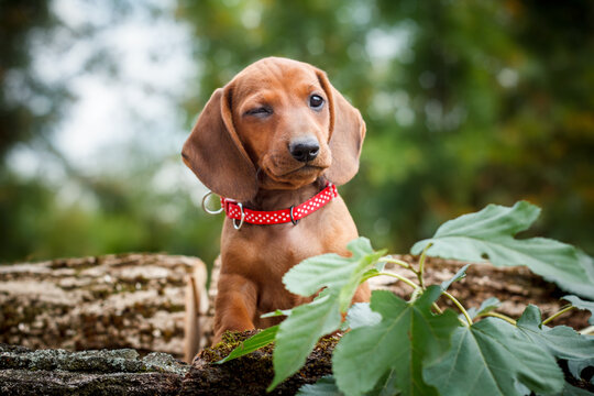 Cute red dachshund puppy