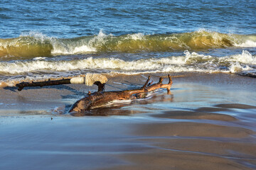 Tree bough on the beach by the Baltic Sea. A beautiful landscape 