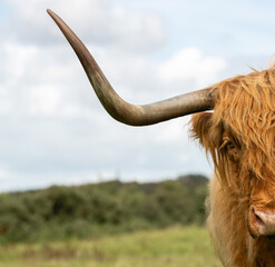 Portrait of Highland cow. Half the head is visible with a natural green background.