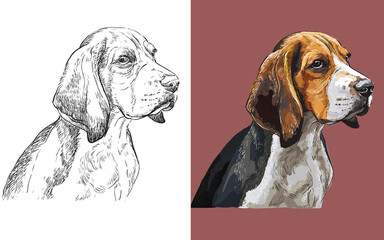 Vector illustration portrait of cute funny dog Beagle