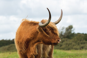 Portrait of a Highland cow looking sideways. The cow is standing in a grassland and has a blury green background of bushes