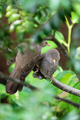 Two tropical birds sitting on a tree