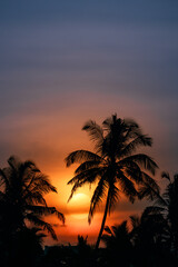 Obraz na płótnie Canvas Palm Trees Silhouette on Sunset or Sunrise