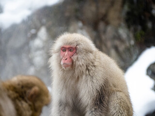 Japanese macaque snow monkey in snow 5