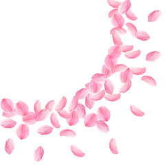Fototapeta premium Sakura petals falling down. Romantic pink bright big flowers. Thick flying cherry petals. Large radi