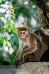 Monkey sitting on a rock