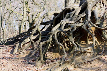 Exposed tree roots above the ground due to soil erosion