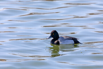 The greater scaup (Aythya marila ), drake on a river in Wisconsin in winter during a migration to the north.