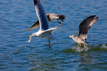The herring gulls (Larus argentatus) fighting for food on the river