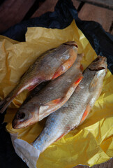 Dried vobla fish on the market