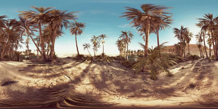 VR360 view of palm oasis in desert