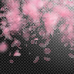 Sakura petals falling down. Romantic pink flowers falling rain. Flying petals on transparent square