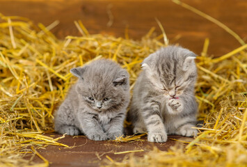 Naklejka na ściany i meble Two kittens wash in a pile of straw in a wooden shed on a farm