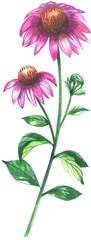 Purple Coneflower wildflowers watercolor