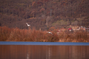 group of swans flying over the lake. Cygnus birds in the wild during autumn season