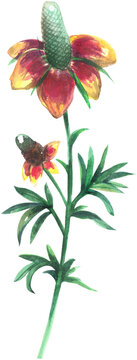 Mexican hat wildflowers watercolor