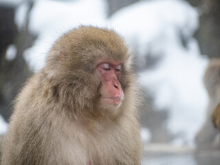 close up face of Japanese macaque snow monkey 14
