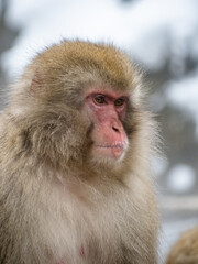 close up face of Japanese macaque snow monkey 13