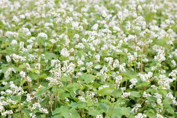 Buckwheat plant on agriculture field blooming with white flowers, eco farming background or texture, closeup, organic agriculture concept
