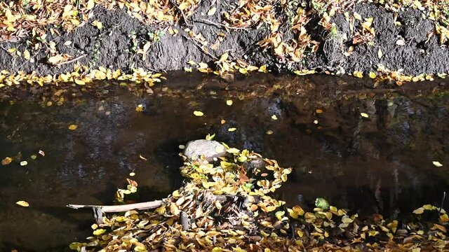 Bach im Herbst mit herabfallenden Bl&auml;ttern in der Sonne