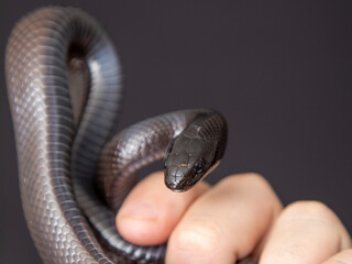 The Mexican black kingsnake (Lampropeltis getula nigrita) is part of the larger colubrid family of snakes, and a subspecies of the common kingsnake.