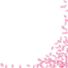 Fototapeta na wymiar Sakura petals falling down. Romantic pink silky medium flowers. Thick flying cherry petals. Square r