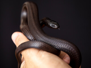 The Mexican black kingsnake (Lampropeltis getula nigrita) is part of the larger colubrid family of snakes, and a subspecies of the common kingsnake.