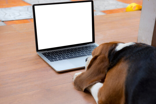 beagle dog looks at a  mock up laptop and lies on outdoor background