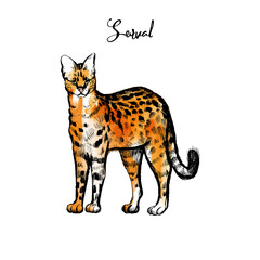 Serval illustration. cats family vector sketch
