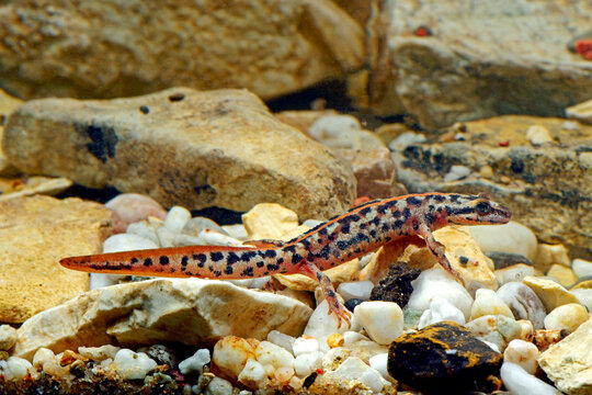 Sardinian brook salamander // Sardischer Gebirgsmolch (Euproctus platycephalus)