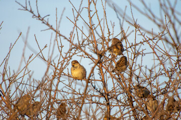 Sparrows on branches during golden hour.