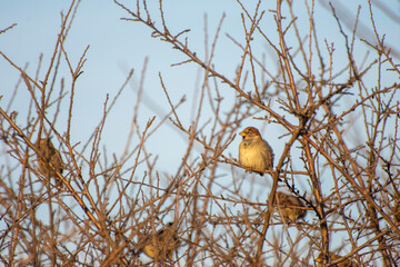 Sparrow on branches.