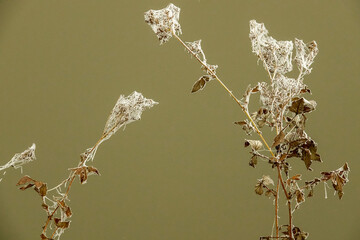 frozen spiderweb next to the water on plants