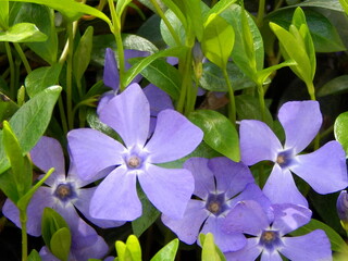 purple flowers of vinca on background of green leaves. small periwinkle, decoration of garden