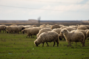 Obraz na płótnie Canvas Sheep in the field.