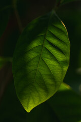 Green leaf backlit by sun with natural blurred background.