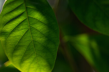 Green leaf backlit by sun with natural blurred background.