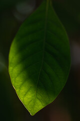 Green leaf backlit by sun with natural blurred background.