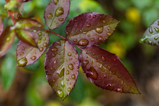 Close-up of green rose leaves with raindrops