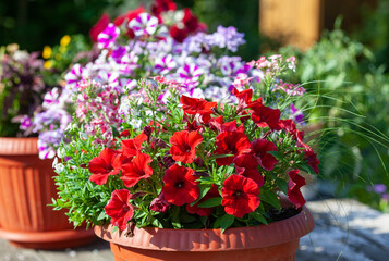 Bright red purple petunias in a pot, lit by the sun against a bl