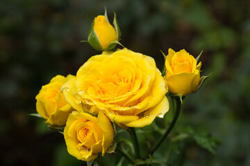 A selective focus shot of a white Rose with dewdrops on it