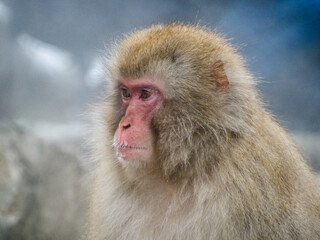 close up face of Japanese macaque snow monkey 9