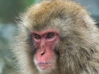 close up face of Japanese macaque snow monkey 6