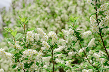 Blooming branch of bird cherry in the spring garden. White flowers on a background of green leaves, natural background, spring blooming concept. Muted green tint.