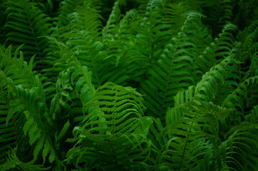 Green fern leaves close up natural background